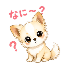 Needy Chihuahua