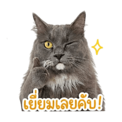 pearwah_20260428144726
