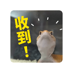 守宮們的日常
