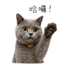 Rumi日常實用貼圖