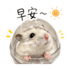 Q寶日常趴2