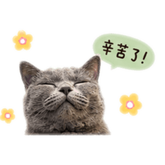 寶貝貓貓寶貝貓