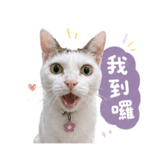 小貓咪日常用語