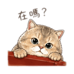 我的可愛卯咪 3
