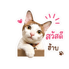 Miaowji