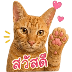 Somcheng Orange Cat