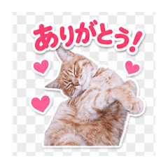 iyo_20260505150540