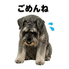 巨型雪納瑞犬問候 1