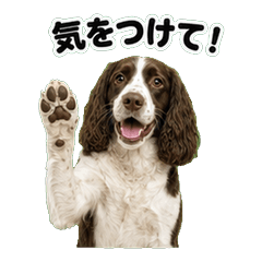 跳獵犬問候 1