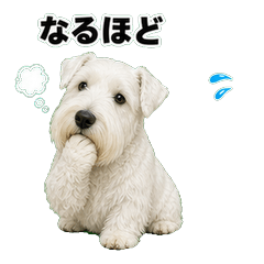 西里漢㹴犬問候 1