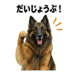 比利時特武倫犬問候 1