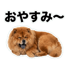 鬆獅犬問候 1