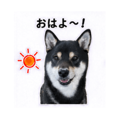 boo - Daily Chat Stickers