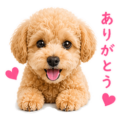 Toy Poodle-chan's Daily Life