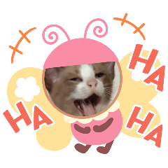 little cat_20260428145151