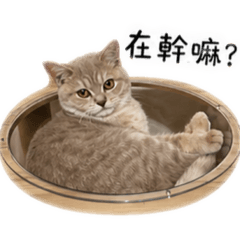 英短小鹿斑比嘟嘟