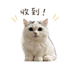 芝麻的問候