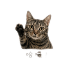 我是阿胖唷