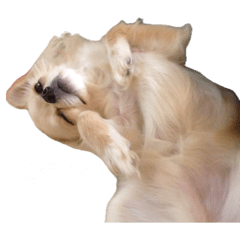 y_20260505182854