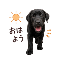 Jumbo Daily Lab Stickers
