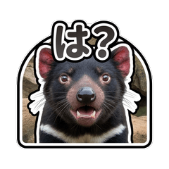 Playful Real Tasmanian Devil