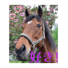 Meisho Yaeyama 1