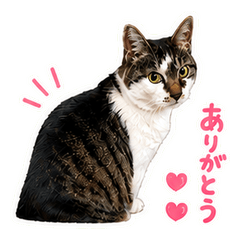 Cute Thank You Cat Stickers