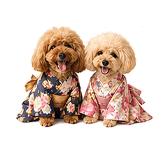 toypoodle cute kimono  shitigosan
