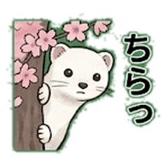 Stoic Stoat: The Graduating Weasel