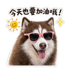 Woofie the husky