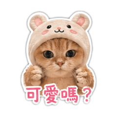 芬達小貓咪喵～