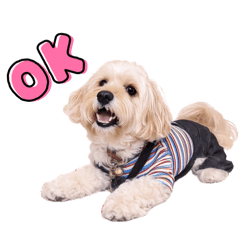 Cockapoo_RON