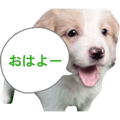 yomogita_5050