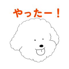 Bichon Frise @wantanmen