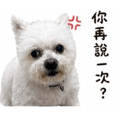 姊接的小阿狗日常