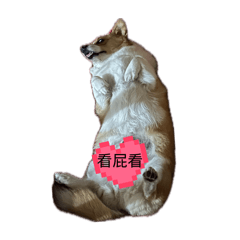柴與基