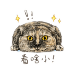 搞怪搗灰