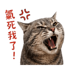 Mandy喵記事實用圖貼no.1