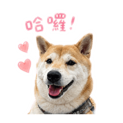 Chummy 柴語錄