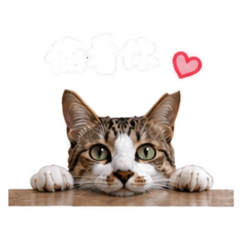 追追日常