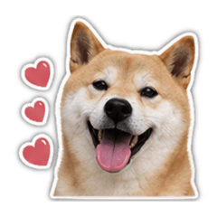 SHIBA辛巴SIMBA