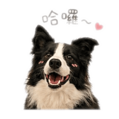 Oreo的日常day