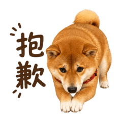 毛寶同居日常-萊恩1