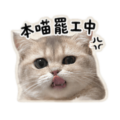 社畜貓日常。