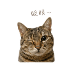 雪梅的貼圖喔