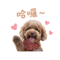 chillpoodle