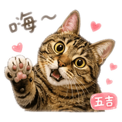 四寶貓喵的日常