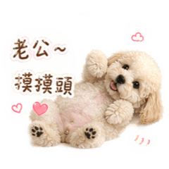 奶油貴賓比熊布丁的撒嬌日常（老婆版）