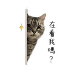 寶咻萬歲