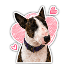 Bull terrier life EP2 (CN)